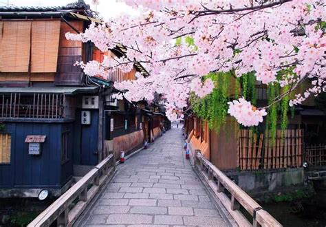 gion shirakawa japan cherry blossom guide japanese cherry blossom