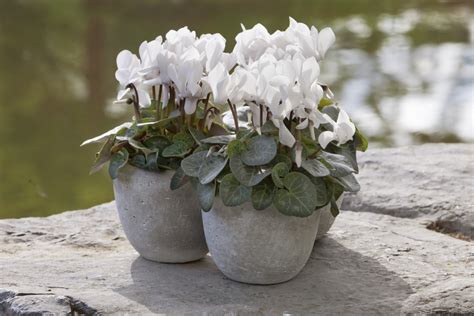 Both Hardy And Tender Cyclamens Work For Container Growing Just