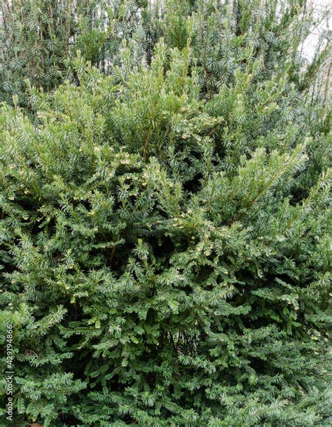 Cephalotaxus Harringtonii Drupacea Fastigiata Depressa Known As