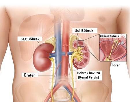 Böbrek Nedir Böbreklerin Yapısı İşlevleri Görevleri Nelerdir Böbrek