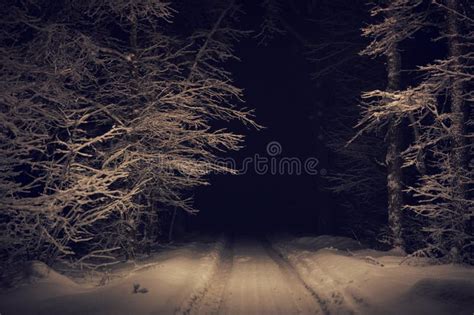 Landscape Of Spooky Winter Forest Covered By Snow Stock Image Image