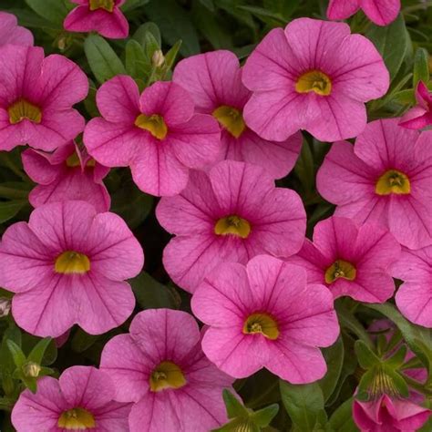 Coleus Trailing Plum