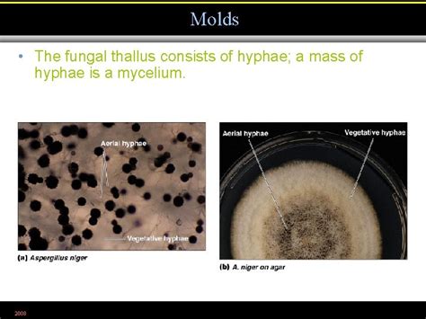 Microbiology Chapter The Eukaryotes Fungi Algae Protozoa