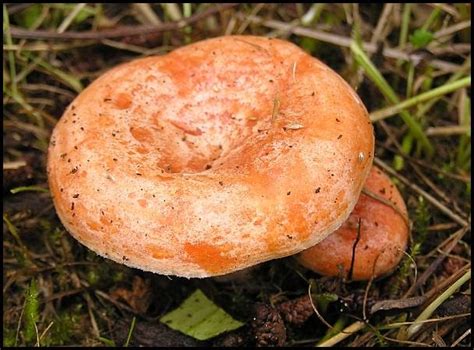 Australian Fungi - A Blog: #15 Lactarius deliciosus