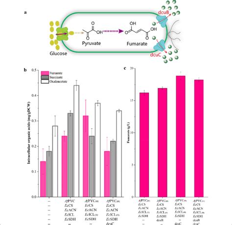 Improving Fumarate Production By Transporter Engineering A Schematic