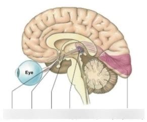 Optic Tract Diagram | Quizlet