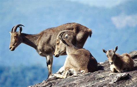 Nilgiri Tahr Conservation Project - Civilsdaily