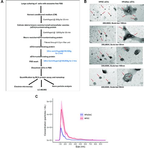 Isolation And Physical Characterization Of Sevs A Flow Chart Of Sevs Download Scientific