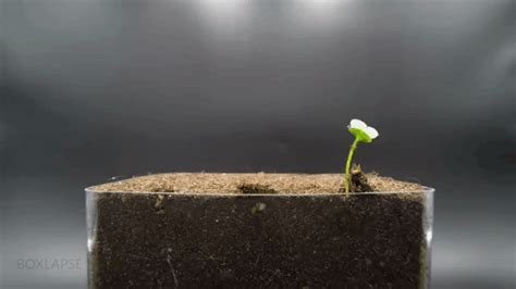 Timelapses of Sprouting Plants 'Dancing' to Jazz