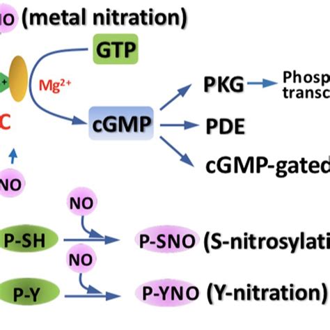 The Involvement Of No In Fungal Secondary Metabolism No Is Involved In