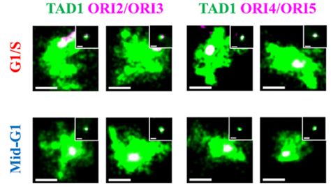 Genome Biol 孙育杰课题组利用超分辨成像技术揭示dna复制起始位点选择新机制 Biopic网站中文版