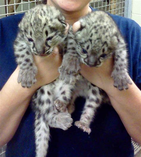 White Wolf : Snow Leopard Cubs Make Public Debut (Photos-Video)