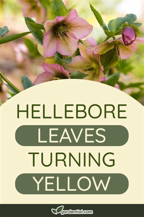 Hellebore Leaves Turning Yellow Gardential Fertilizer For