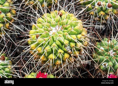 Mammillaria Compressa Kaktus Hi Res Stock Photography And Images Alamy