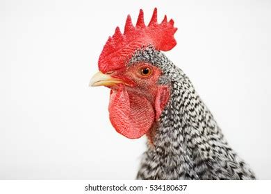 Naked Neck Rooster Isolated Closeup Stock Photo Shutterstock