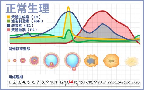 月經不規則，排卵異常，哪裡出問題？ 照護線上