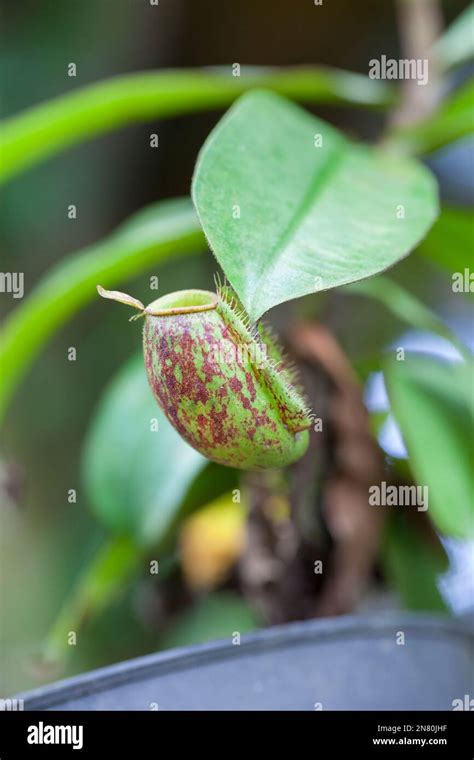 Calico Flower Aristolochia Littoralis Stock Photo Alamy