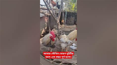 আমার সৌখিন মোরগ দুইটির বয়স এক বছর পূর্ণ হলো।chickpethowladeragro