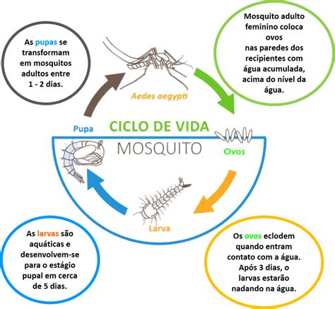 Ciclo De Vida Aedes Aegypti - Ciclo de vida do Aedes aegypti