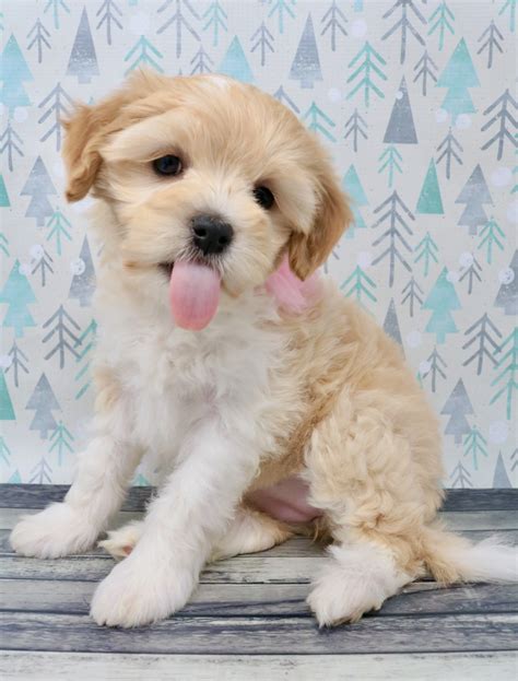 free puppies boise 1