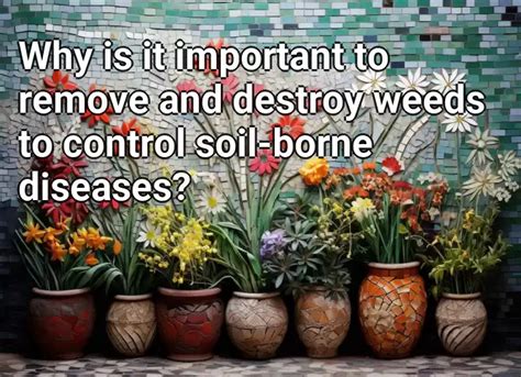 Why Is It Important To Remove And Destroy Weeds To Control Soil Borne