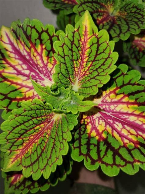 Coleus Main Street La Rambla 4 Inch Pot Live Plant Etsy