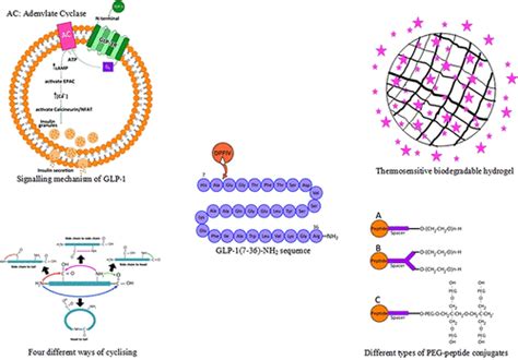 Glucagon Like Peptide 1 Receptor Agonists And Strategies To Improve