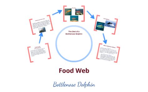 Bottlenose Dolphin Food Chain