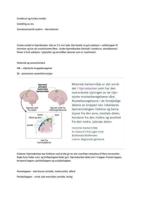 Cerebrum Og Cortex Cerebri Cerebrum Og Cortex Cerebri Inndeling Av