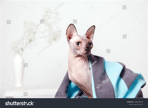 Naked Cat Breed Canadian Sphinx Sitting Stock Photo Shutterstock