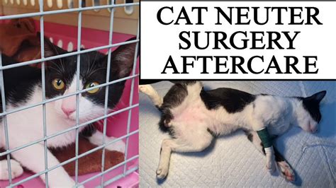 Cat Neutering Surgery Aftercare Spay Neuter Important Youtube