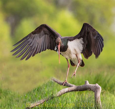 Black Stork Ciconia nigra – Bird Sightings from Kuwait