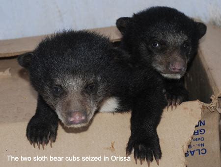 Sloth bear cubs seized; indicates shift in trade hub | Indian Wildlife ...