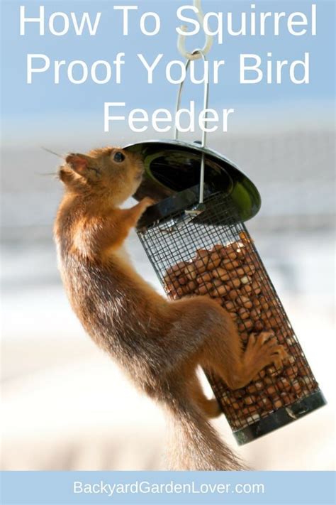 Here Are Some Tips On How To Keep Squirrels Away From Your Bird Feeders