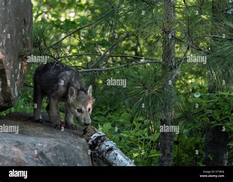 Wolf Cub Hi Res Stock Photography And Images Alamy