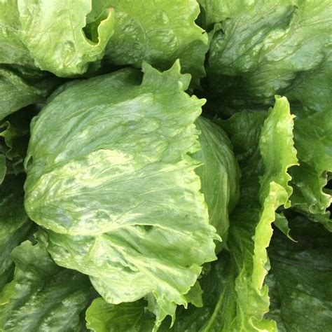 Home - Mason Bros Vegetable Farms