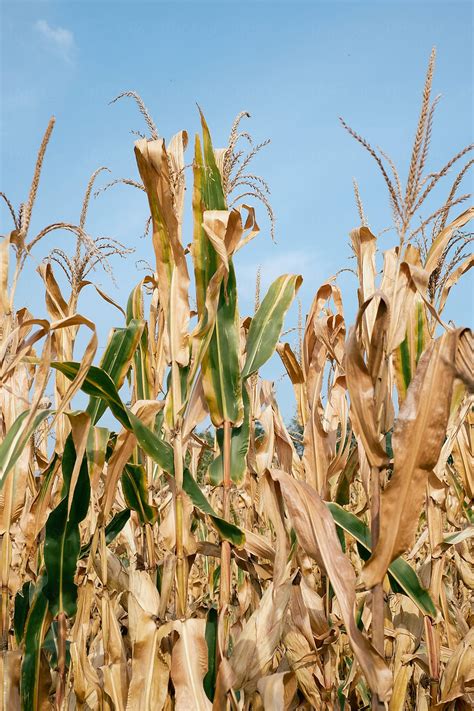 dry maize  stocksy contributor jelena jojic tomic stocksy