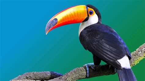 Spirit Animal Toucan: Self-Expression & Uniqueness | One Shamanism