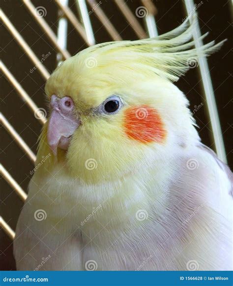 Cockatiel Bird In A Cage Royalty Free Stock Photos - Image: 1566628