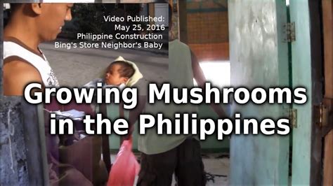 Growing Mushrooms In Philippines Philippine Business YouTube