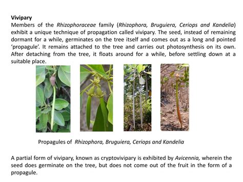 PPT - Mangrove Adaptations PowerPoint Presentation, free download - ID ...