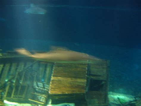 Interactive-Aquarium-La-Isla-Cancun-34