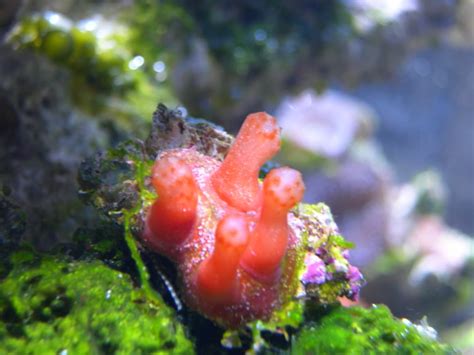 Pics of my tunicates | REEF2REEF Saltwater and Reef Aquarium Forum