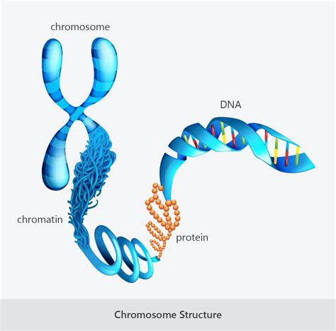 Chemical Structure Of Chromosome