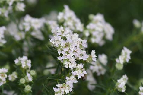 Pycnanthemum virginianum – Virginia Mountain Mint - Native Plant Grower