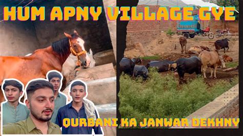 Aj Hum Apny Village Gaye Qurbani Ka Janwar Dekhny YouTube