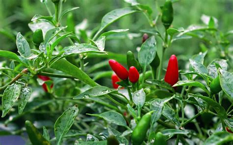 Bird Pepper: Scoville Scale Rank, Recipes & Other Uses