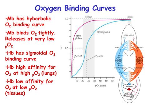 Ppt 3 D Structure Function Powerpoint Presentation Free Download