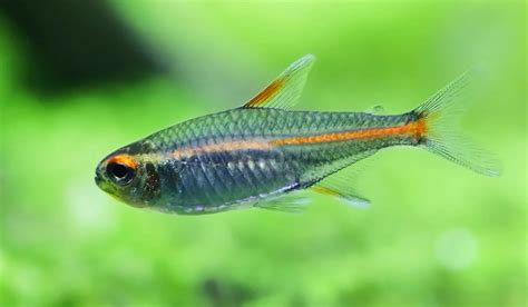 Glowlight Tetra Hemigrammus Erythrozonus Care Sheet Aquariadise