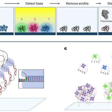 Avidity Sequencing Workflow And Scheme A Sequencing By Avidity A